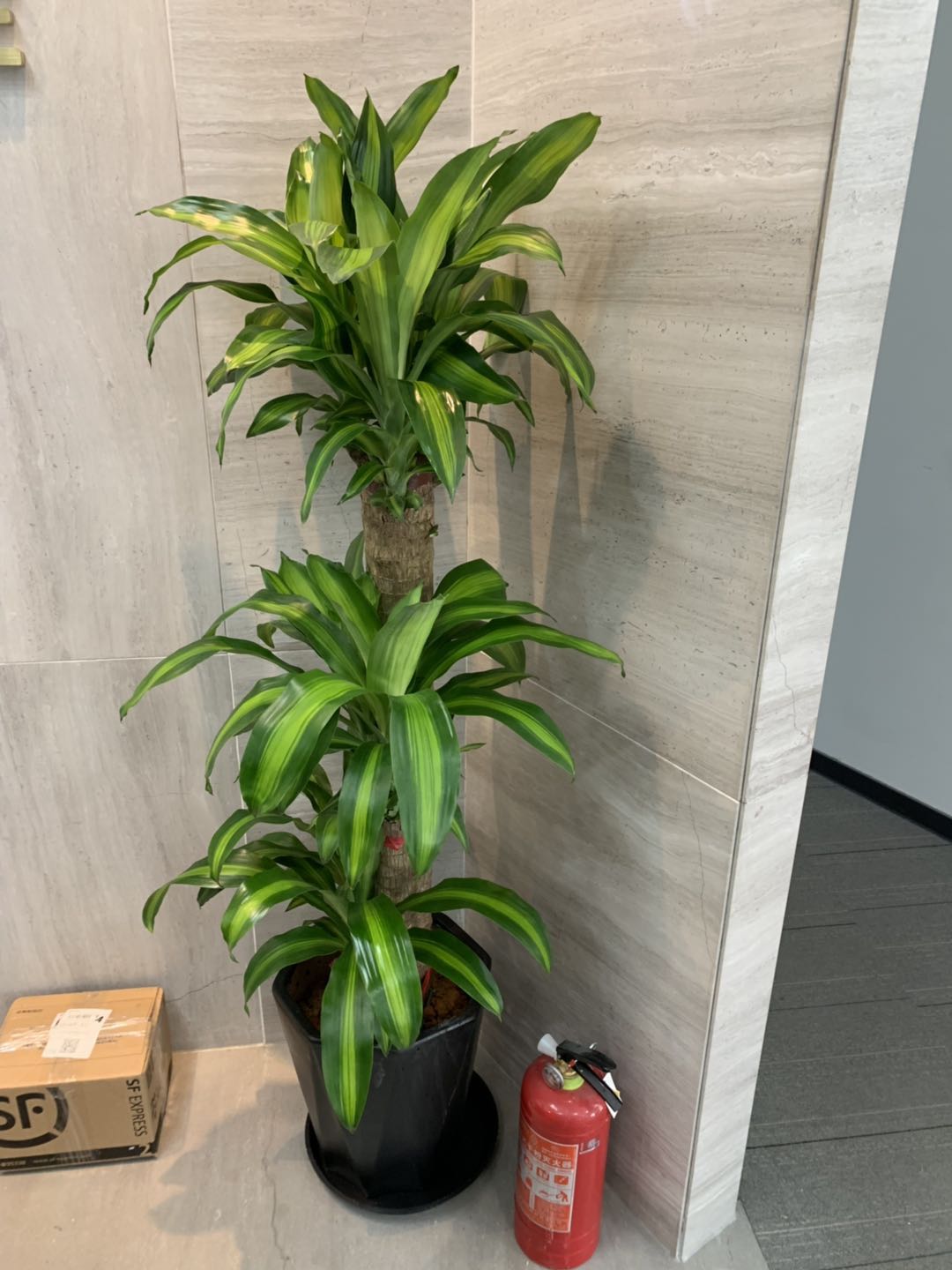 无锡一丛花绿化绿植园艺服务实景