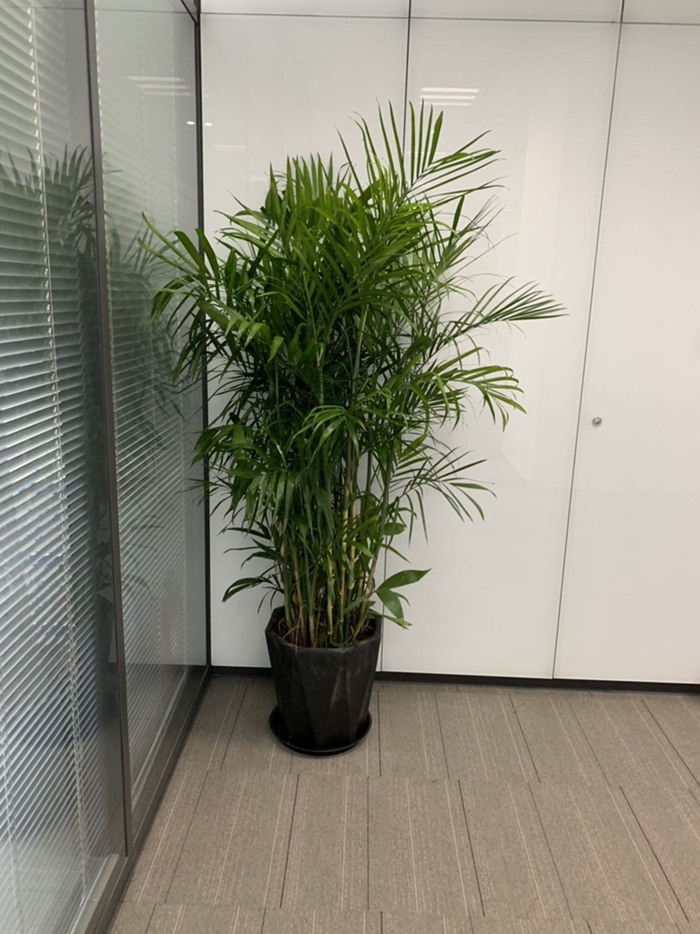 无锡出租植物：办公室绿植租摆如何兼顾形象与省心