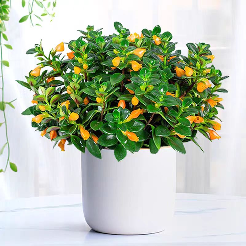 金鱼花