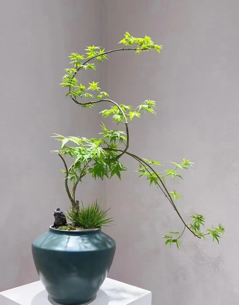 流泉枫