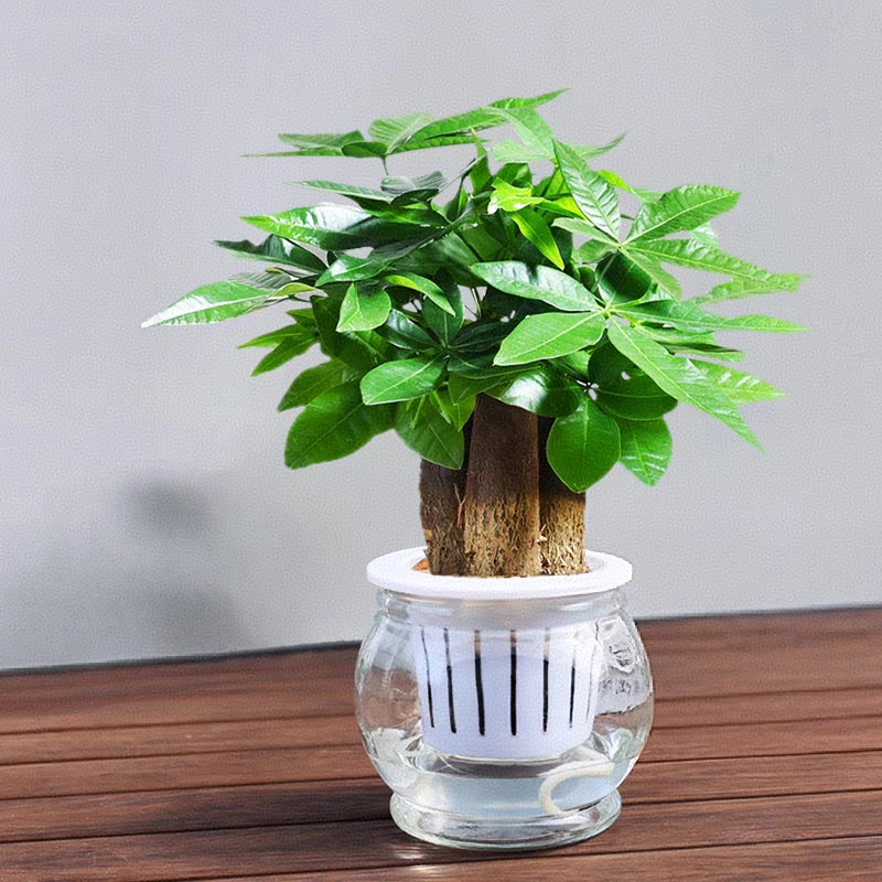 水培发财树