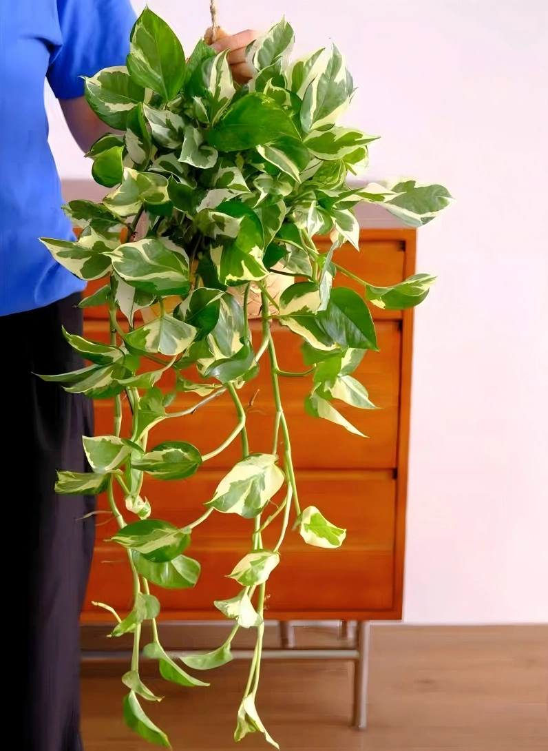 白金葛